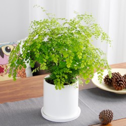 武漢商場(chǎng)綠植工廠盆栽價(jià)格，武漢寫(xiě)字樓綠化戶外綠化辦公室盆栽